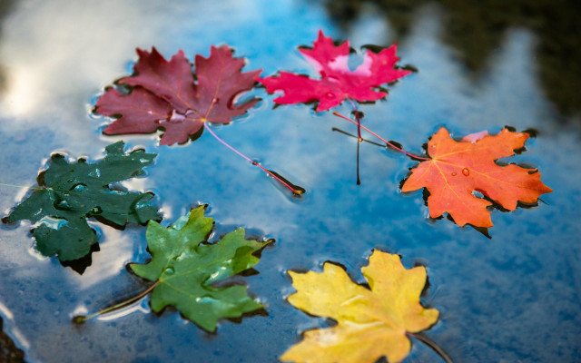 Leaves floating blue water droplets free wallpaper for desktop - medium preview image