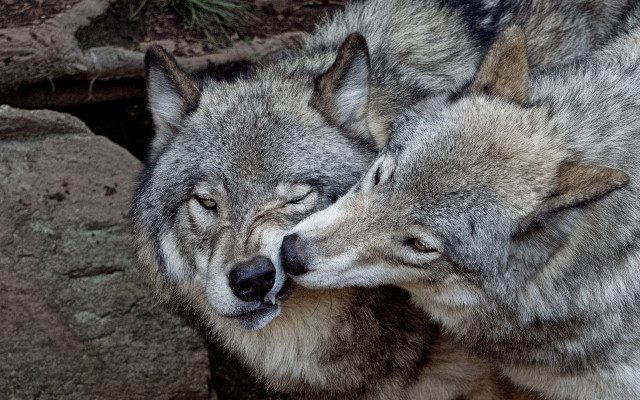 Gray wolves head rubbing furry free wallpaper for desktop - medium preview image