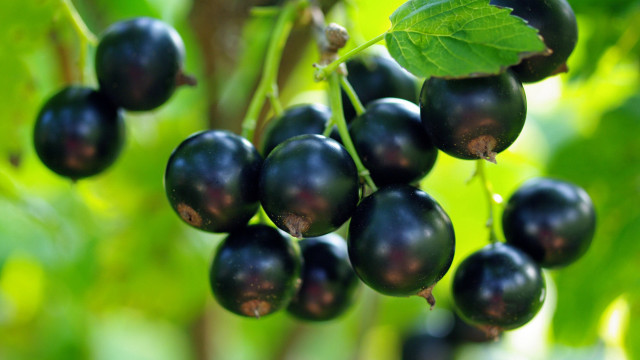 Black berries branch leaves outdoors free wallpaper for desktop - medium preview image