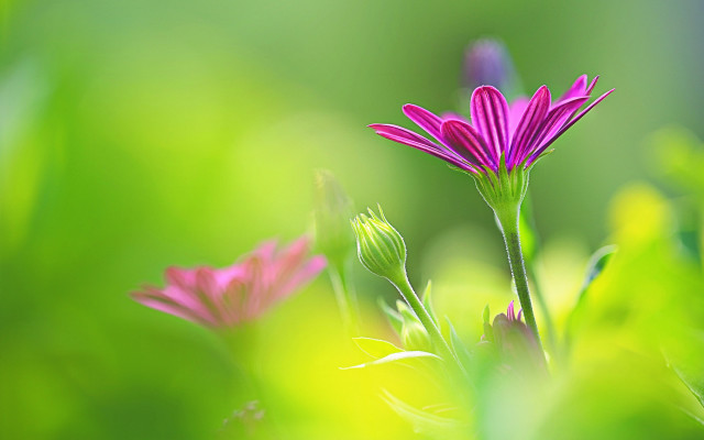 Pink flower green field background free wallpaper for desktop - medium preview image