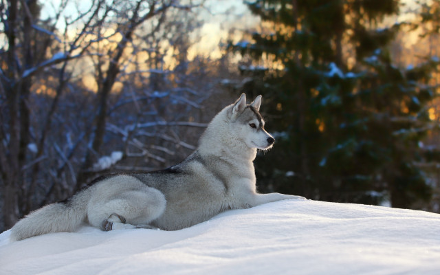 Husky snowy woods winter nature free wallpaper for desktop - medium preview image