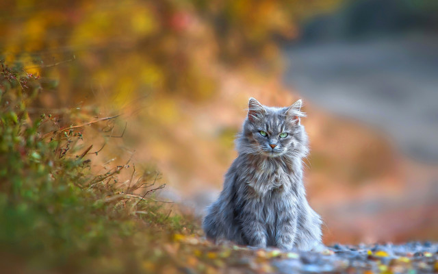 Cat road autumn blurry fire free wallpaper for desktop - medium preview image