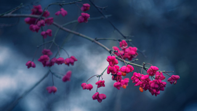 Branch pink flowers blue sky free wallpaper for desktop - medium preview image