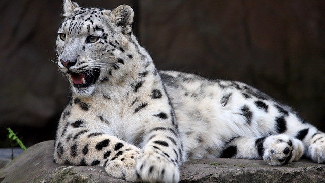Snow leopard rock open mouth free wallpaper for desktop - medium preview image