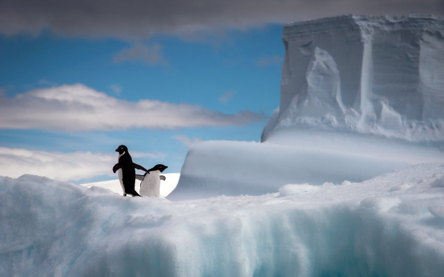 Man surfboard iceberg penguin ocean free wallpaper for desktop - medium preview image