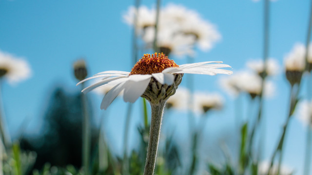 Flower sky white blurry bokeh free wallpaper for desktop - medium preview image