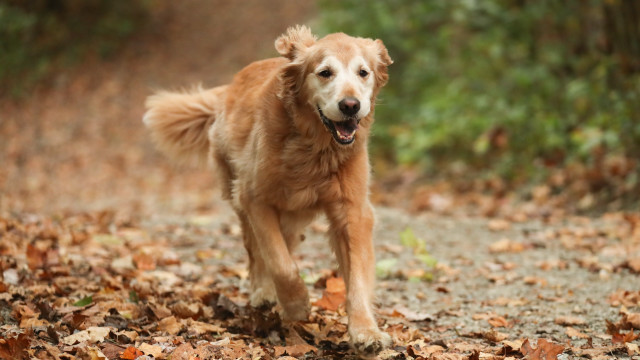 Dog autumn leaves forest motion free wallpaper for desktop - medium preview image