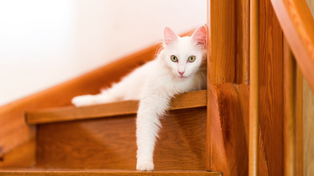 White cat wooden stairs looking free wallpaper for desktop - medium preview image
