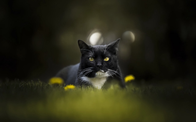 Black white cat yellow eyes #13 free wallpaper for desktop - medium preview image
