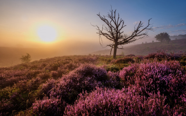 Foggy hilltop tree purple flowers free wallpaper for desktop - medium preview image