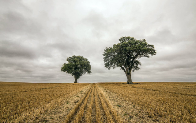 Two trees dirt road cloudy free wallpaper for desktop - medium preview image