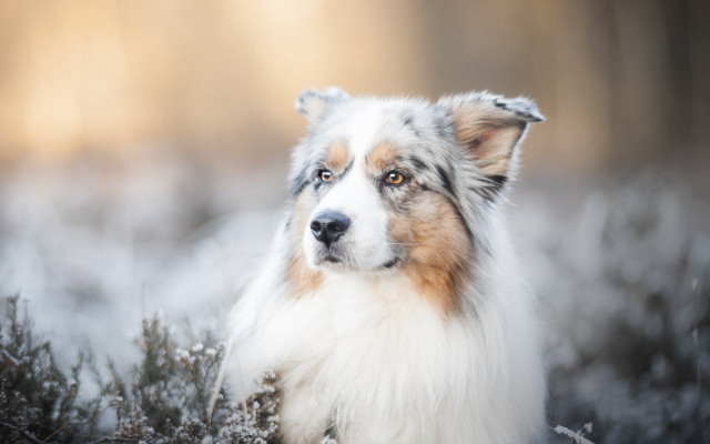 Dog snow grass blurry background free wallpaper for desktop - medium preview image
