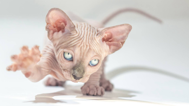 Sphinx cat blue eyes standing free wallpaper for desktop - medium preview image