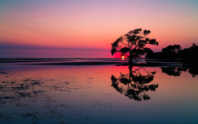 Tree reflection sunset beach pink free wallpaper for desktop - medium preview image