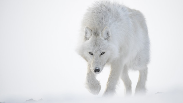 White wolf snow winter closed free wallpaper for desktop - medium preview image