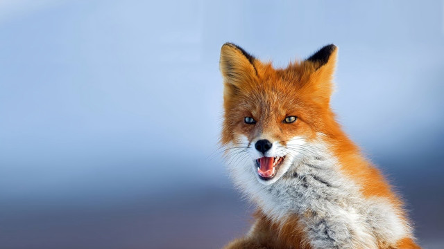 Red fox open mouth angry free wallpaper for desktop - medium preview image