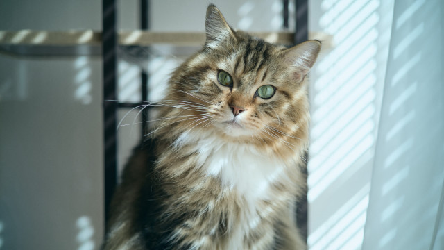 Regal cat shadow window photorealistic free wallpaper for desktop - medium preview image