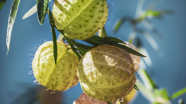 Fruit leaf sky macro blurry free wallpaper for desktop - medium preview image