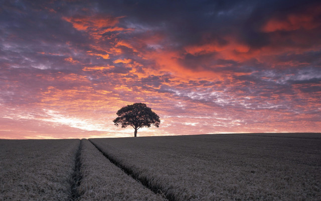 Lone tree field sunset pink free wallpaper for desktop - medium preview image