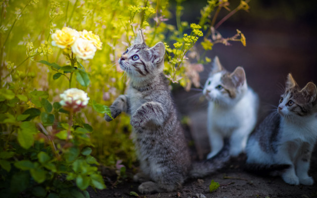 Kittens garden flowers blue eyes free wallpaper for desktop - medium preview image