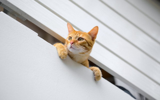 Cat stretching window shilhouette animal free wallpaper for desktop - medium preview image