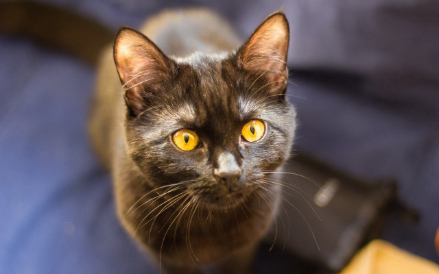 Black cat yellow eyes looking #8 free wallpaper for desktop - medium preview image