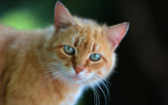 Blue eyed cat wolf glowing free wallpaper for desktop - medium preview image