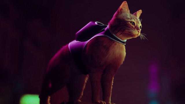 Purple cat vest table dark free wallpaper for desktop - medium preview image
