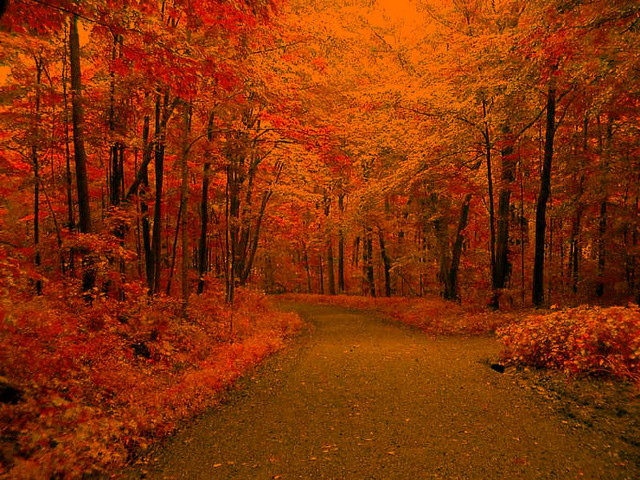 Forest path trees leaves yellow free wallpaper for desktop - medium preview image