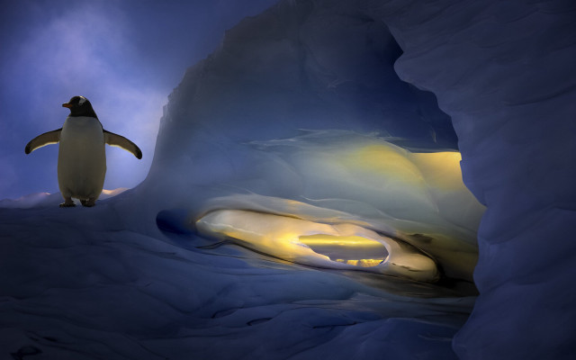Penguin cave light background penguin free wallpaper for desktop - medium preview image