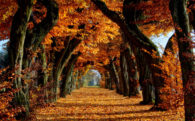Autumn pathway trees fall leaves free wallpaper for desktop - medium preview image