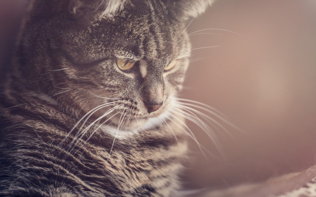 Cat blanket distant gaze blurry free wallpaper for desktop - medium preview image