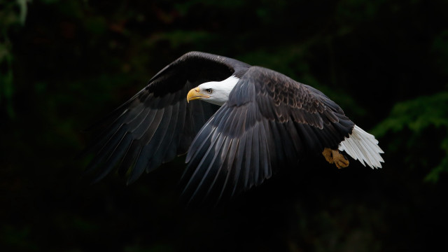 Bald eagle flying wings spread free wallpaper for desktop - medium preview image