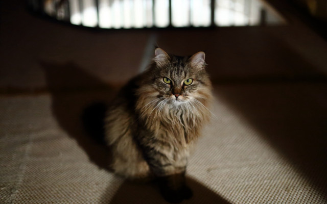 Cat sitting sunlight shadow window free wallpaper for desktop - medium preview image