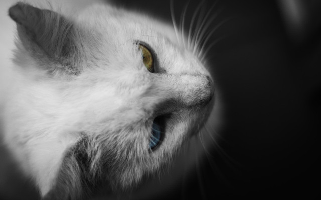 White cat blue eye looking free wallpaper for desktop - medium preview image