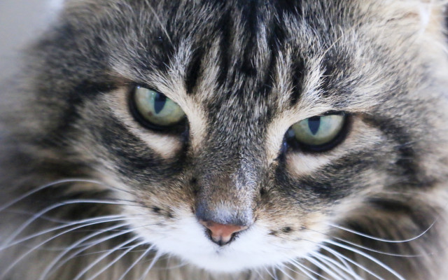 Cat closeup green eyes macro free wallpaper for desktop - medium preview image