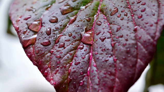 Leaf water droplets macro photography free wallpaper for desktop - medium preview image