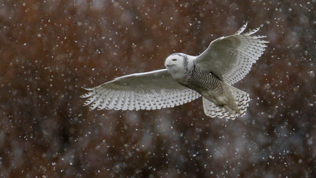 Snowy owl flying snow brown free wallpaper for desktop - medium preview image