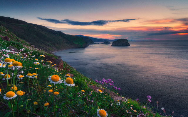 Sunset ocean wildflowers cliffs pink free wallpaper for desktop - medium preview image