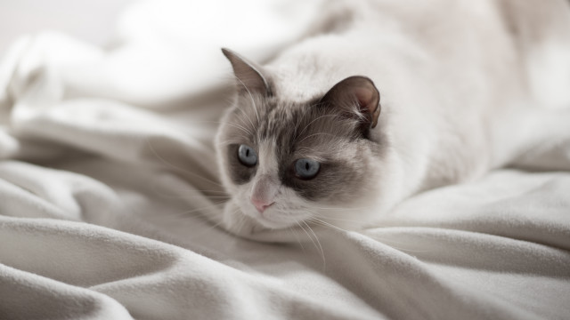 Cat laying bed white blanket free wallpaper for desktop - medium preview image