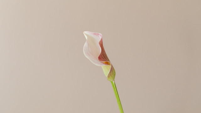 Single flower vase minimalist stilllife free wallpaper for desktop - medium preview image