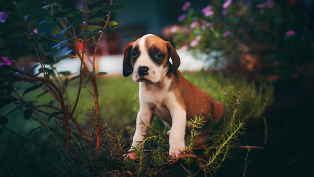 Puppy grass flowers house car free wallpaper for desktop - medium preview image