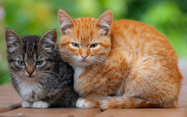 Two cats wooden floor green free wallpaper for desktop - medium preview image