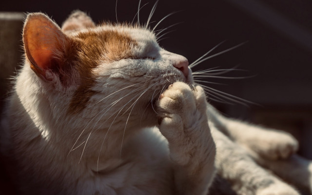 Cat laying up blurry depth free wallpaper for desktop - medium preview image