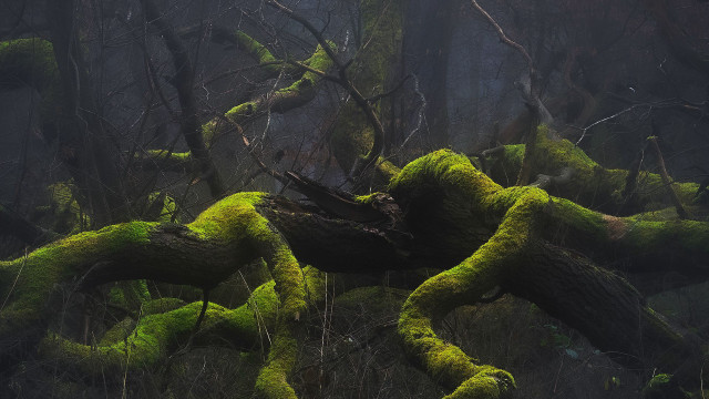 Moss covered tree trunk forest free wallpaper for desktop - medium preview image