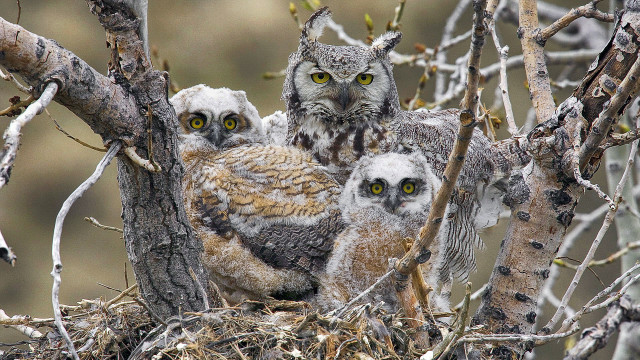 Owls branch nest yellow eyes free wallpaper for desktop - medium preview image