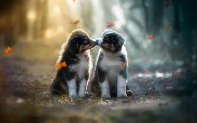 Puppies in woods romantic autumn free wallpaper for desktop - medium preview image