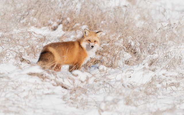 Fox snow bushes puzzle nature free wallpaper for desktop - medium preview image