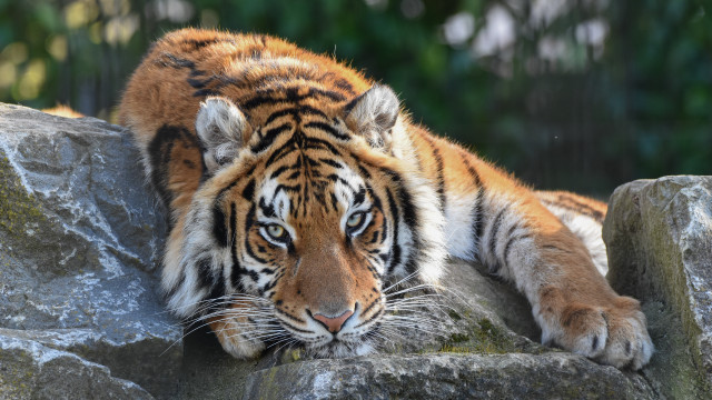Tiger rock forest blurry depth #3 free wallpaper for desktop - medium preview image