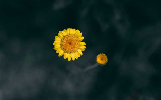 Yellow flower black background white #2 free wallpaper for desktop - medium preview image